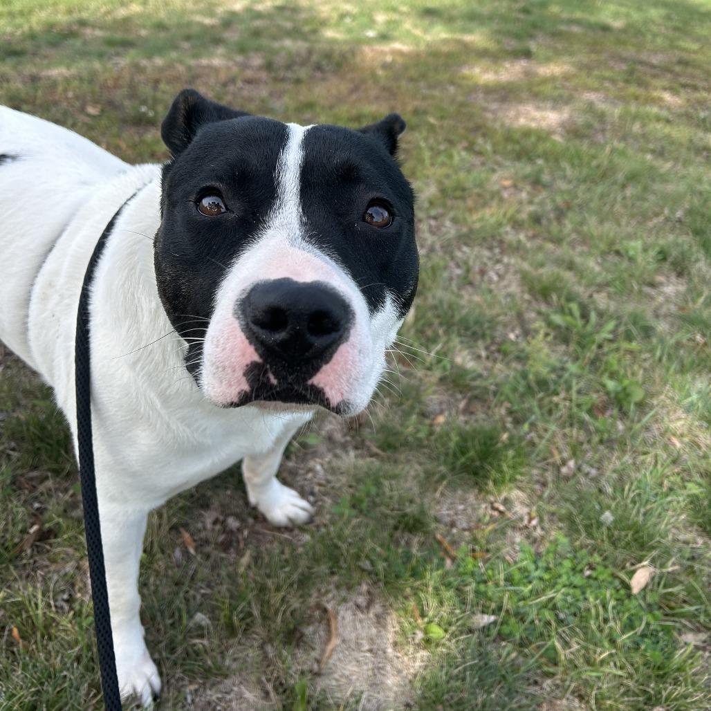 Enlarge Stevie, a Adoptable Mixed Breed in Saint Cloud, MN image 3/3