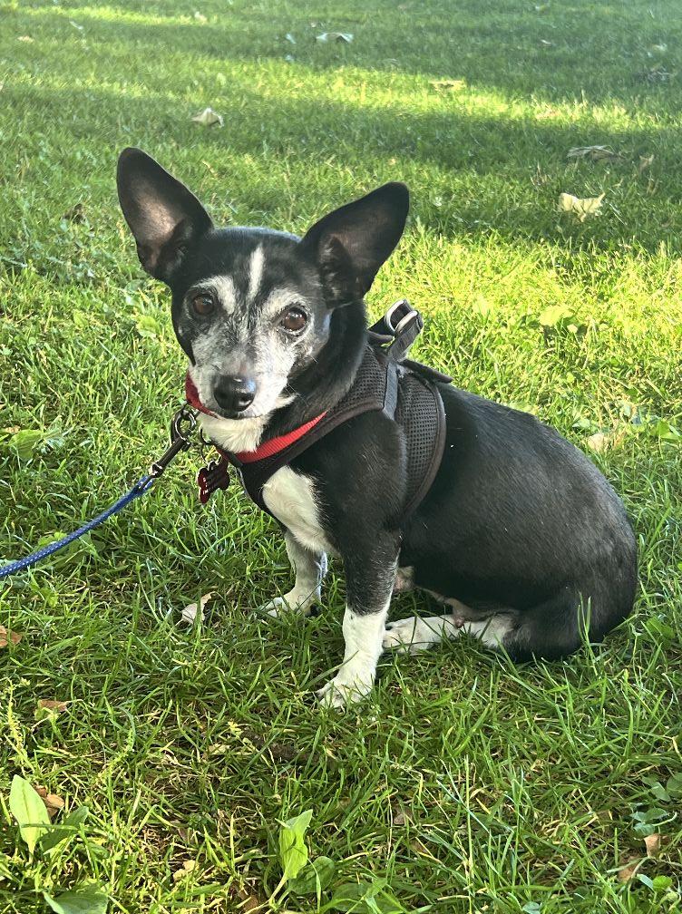 Bessie, a Adoptable mixed breed in Covington, WA image 2/2