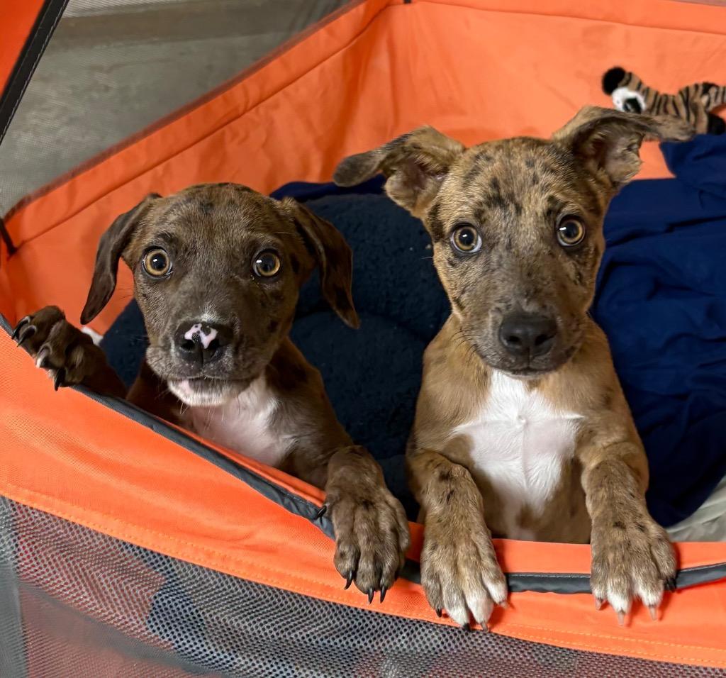 Rocky, Adoptable, Young Male Catahoula Leopard Dog & Labrador Retriever.