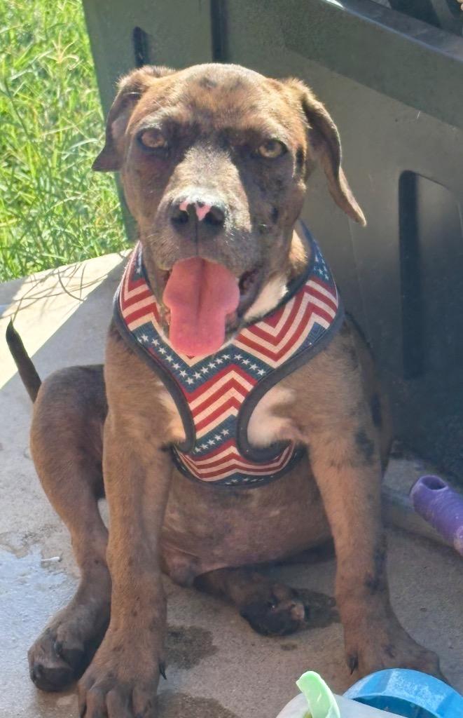 Enlarge Rocky, a Adoptable mixed breed in Junction, TX image 2/4