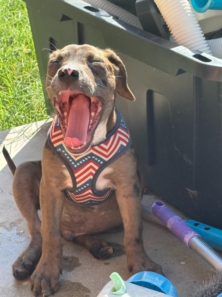 Enlarge Rocky, a Adoptable mixed breed in Junction, TX image 3/4