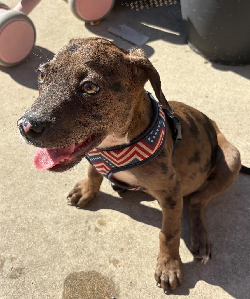 Enlarge Rocky, a Adoptable mixed breed in Junction, TX image 4/4