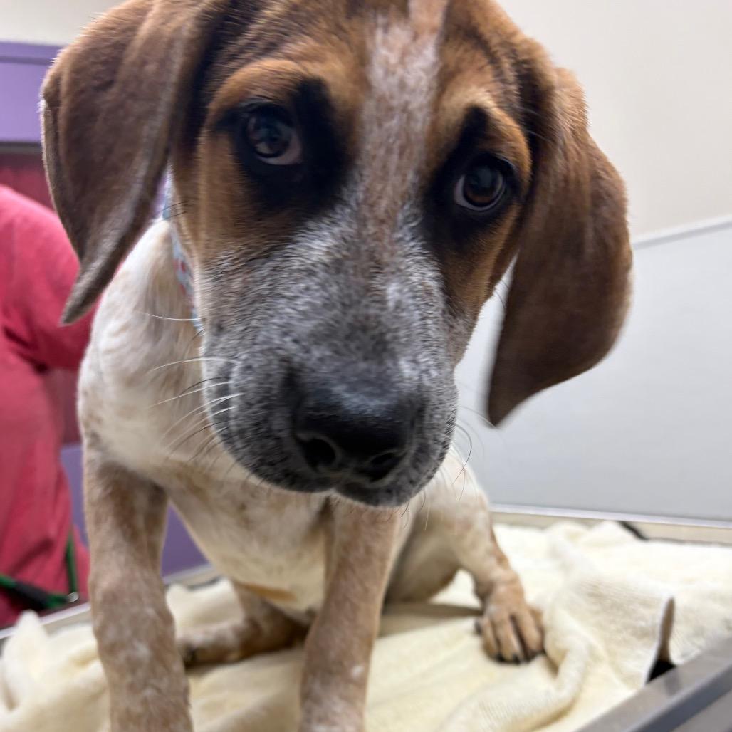 Enlarge Sally, a Adoptable mixed breed in Albuquerque, NM image 1/2