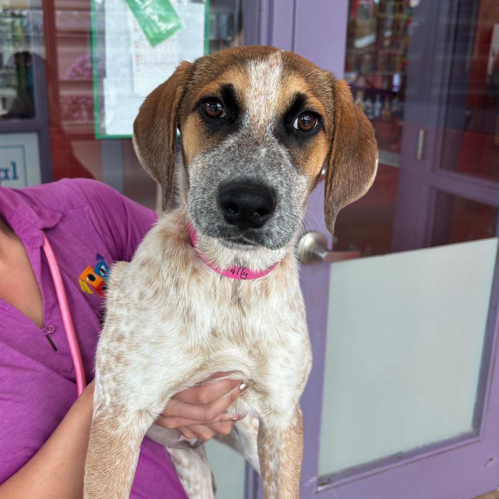 Enlarge Sally, a Adoptable mixed breed in Albuquerque, NM image 2/2