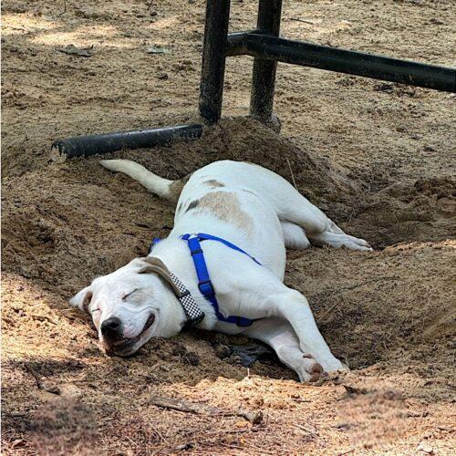 Enlarge Kane, a Adoptable American Bulldog in Memphis, TN image 1/5
