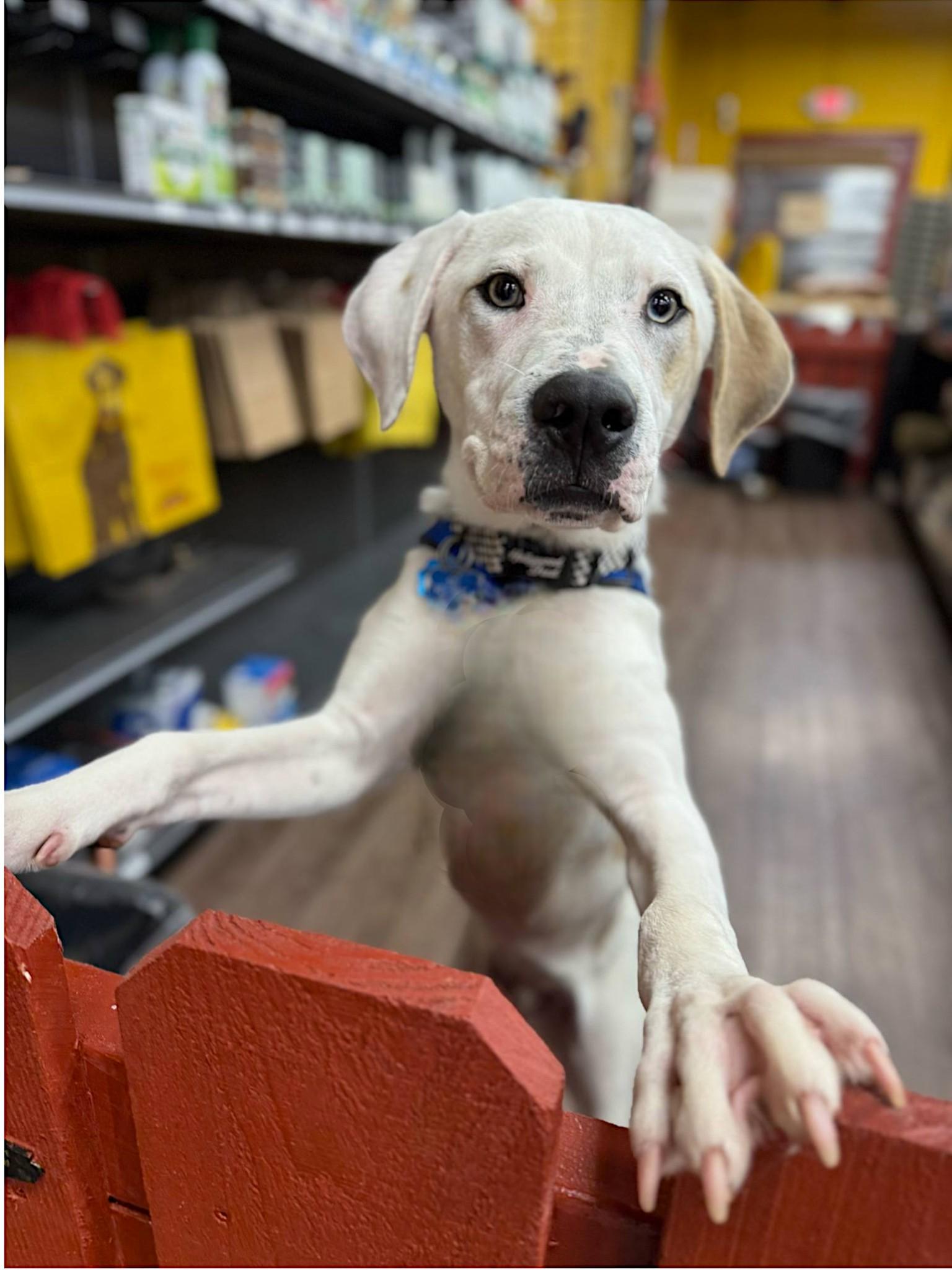 Kane, Adoptable, Young Male American Bulldog.