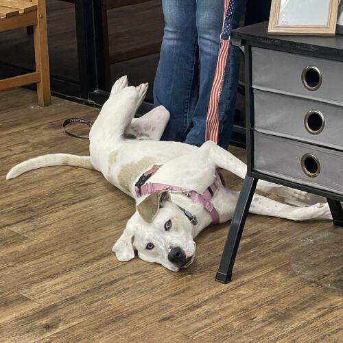 Kane, Adoptable, Young Male American Bulldog.