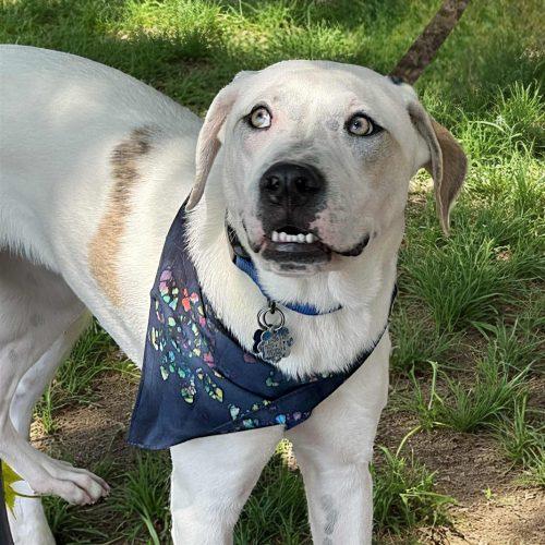 Enlarge Kane, a Adoptable American Bulldog in Memphis, TN image 2/5