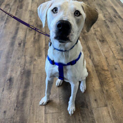 Kane, a Adoptable American Bulldog in Memphis, TN image 2/6