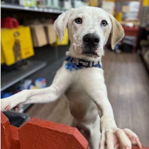 Enlarge Kane, a Adoptable American Bulldog in Memphis, TN image 4/6