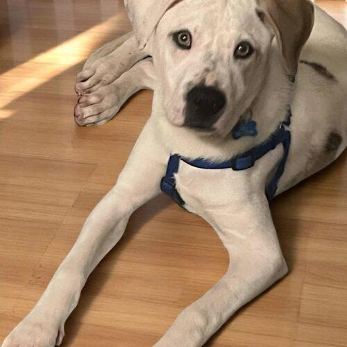 Enlarge Kane, a Adoptable American Bulldog in Memphis, TN image 3/5