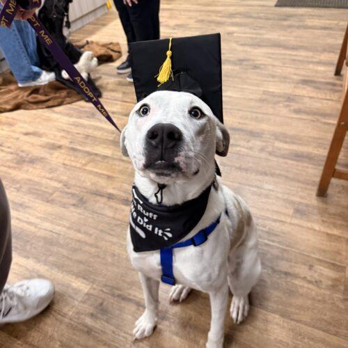 Kane, a Adoptable American Bulldog in Memphis, TN image 4/6