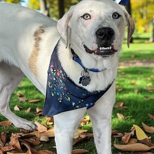 Enlarge Kane, a Adoptable American Bulldog in Memphis, TN image 4/5