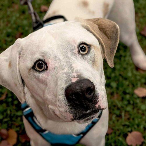 Kane, a Adoptable American Bulldog in Memphis, TN image 5/6