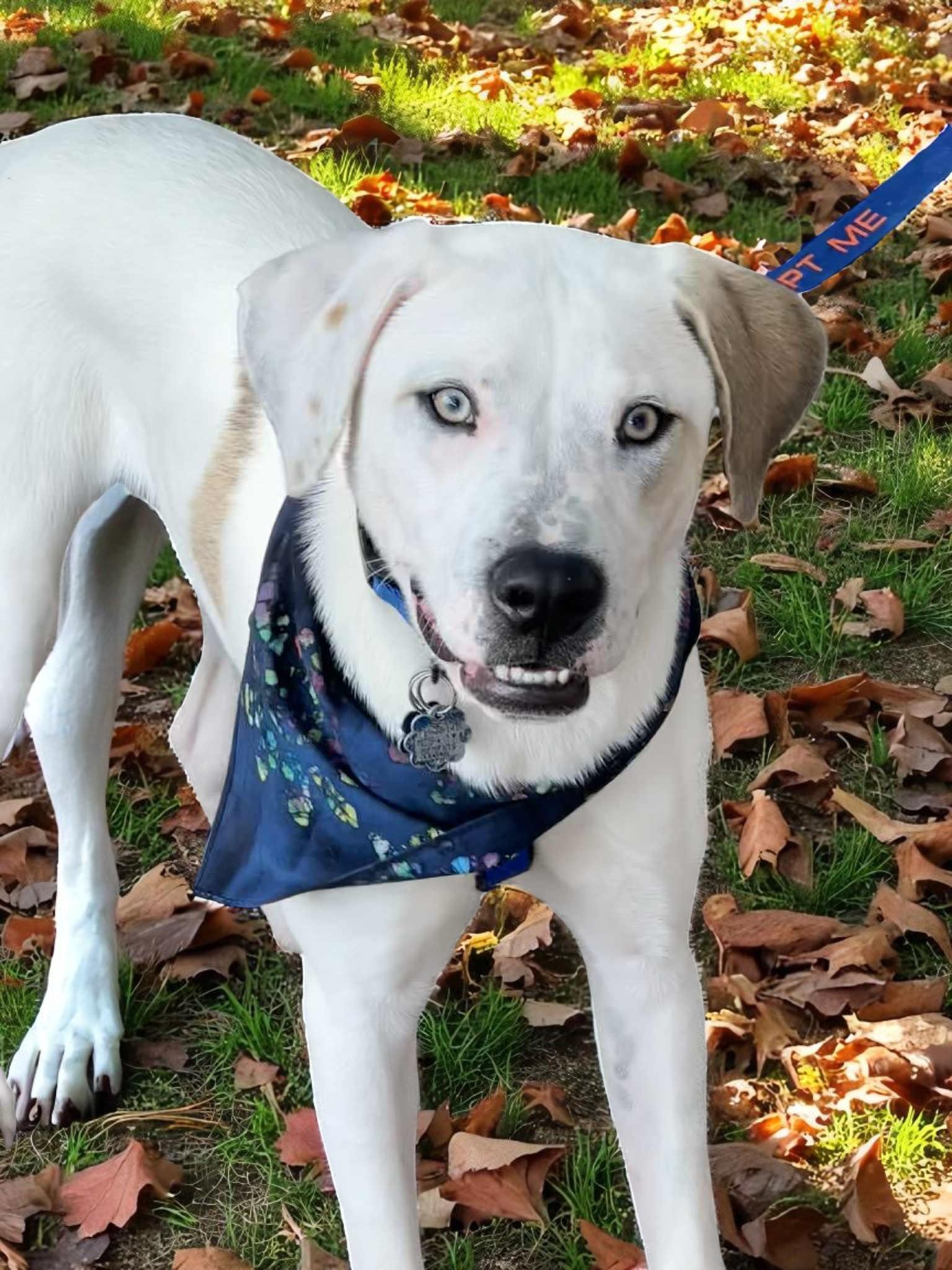Enlarge Kane, a Adoptable American Bulldog in Memphis, TN image 5/6