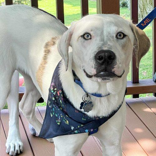 Enlarge Kane, a Adoptable American Bulldog in Memphis, TN image 5/5