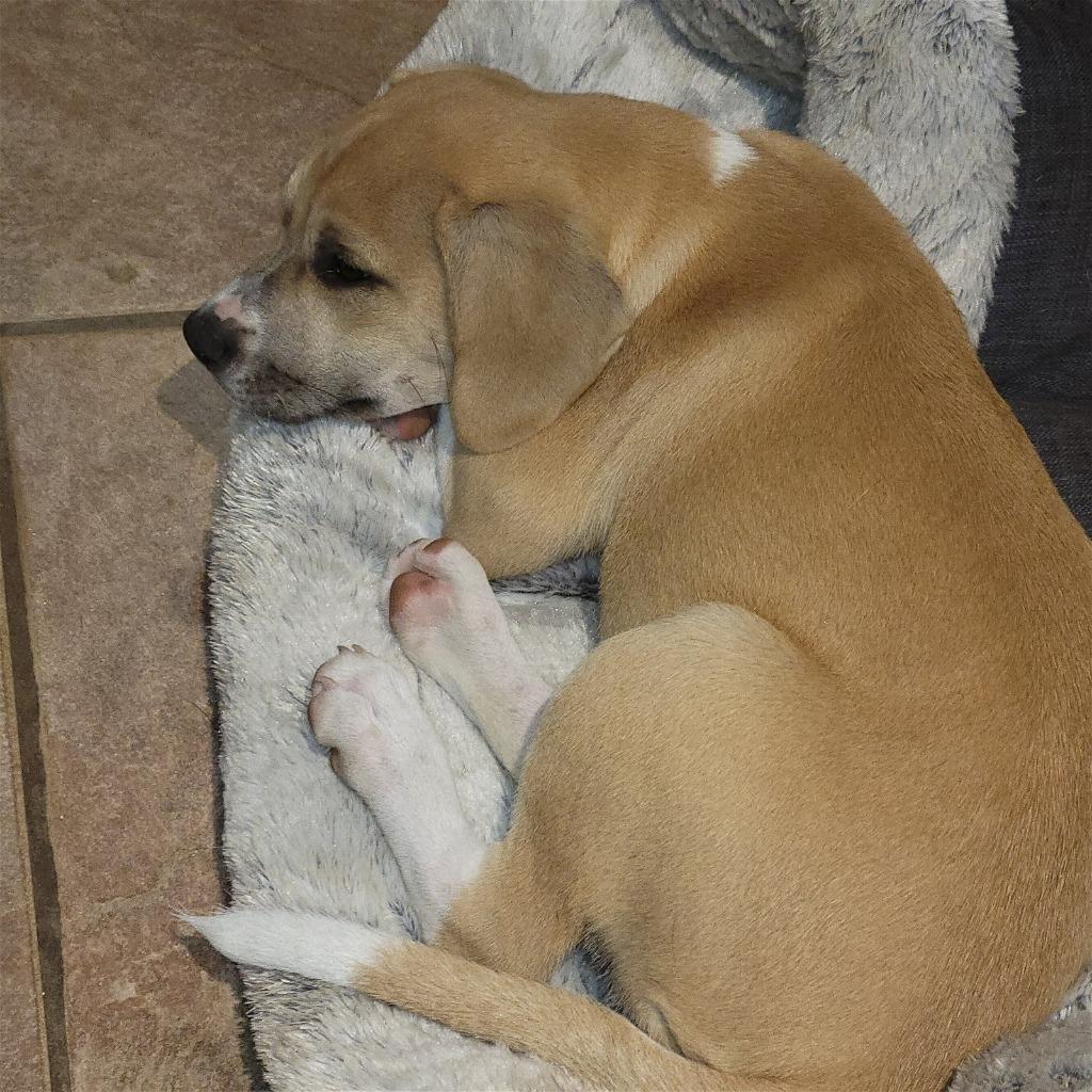 Brittany thumbnail 3