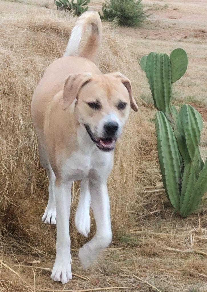 Brittany thumbnail 6