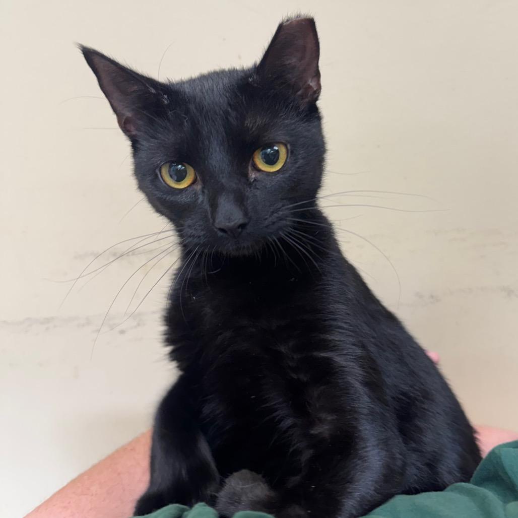 Enlarge Gidget, a Adoptable American Shorthair in Perkiomenville, PA image 1/1