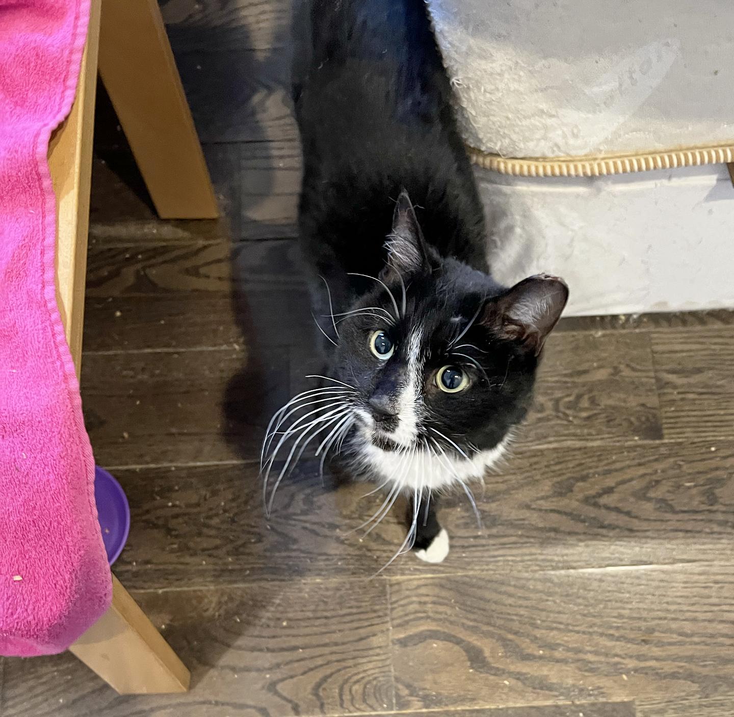 Enlarge Percy Pallas, a Adoptable Domestic Short Hair in Philadelphia, PA image 3/3