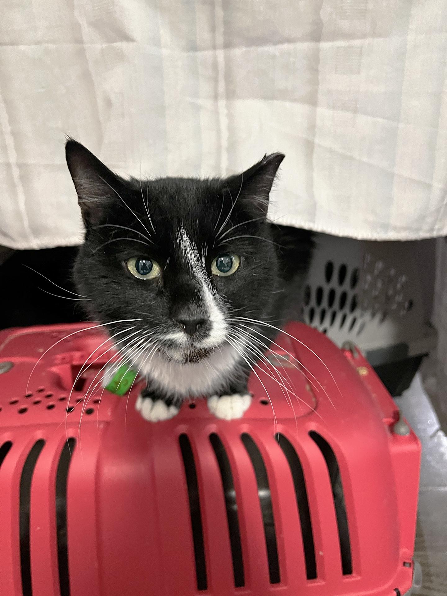 Percy Pallas, Adoptable, Adult Male Domestic Short Hair.