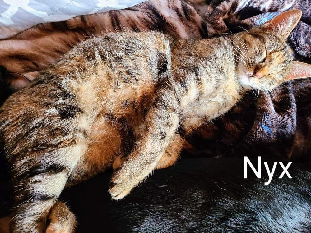 Enlarge Nyx, a Adopted Domestic Short Hair in Blanchard, OK image 1/2