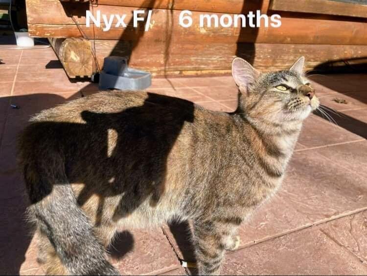 Enlarge Nyx, a Adopted Domestic Short Hair in Blanchard, OK image 2/2