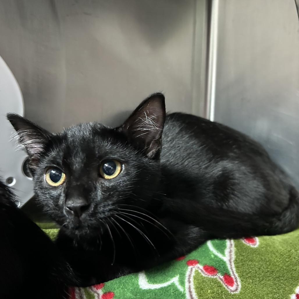 Enlarge Martha May, a Adoptable Domestic Short Hair in Austin, TX image 1/1