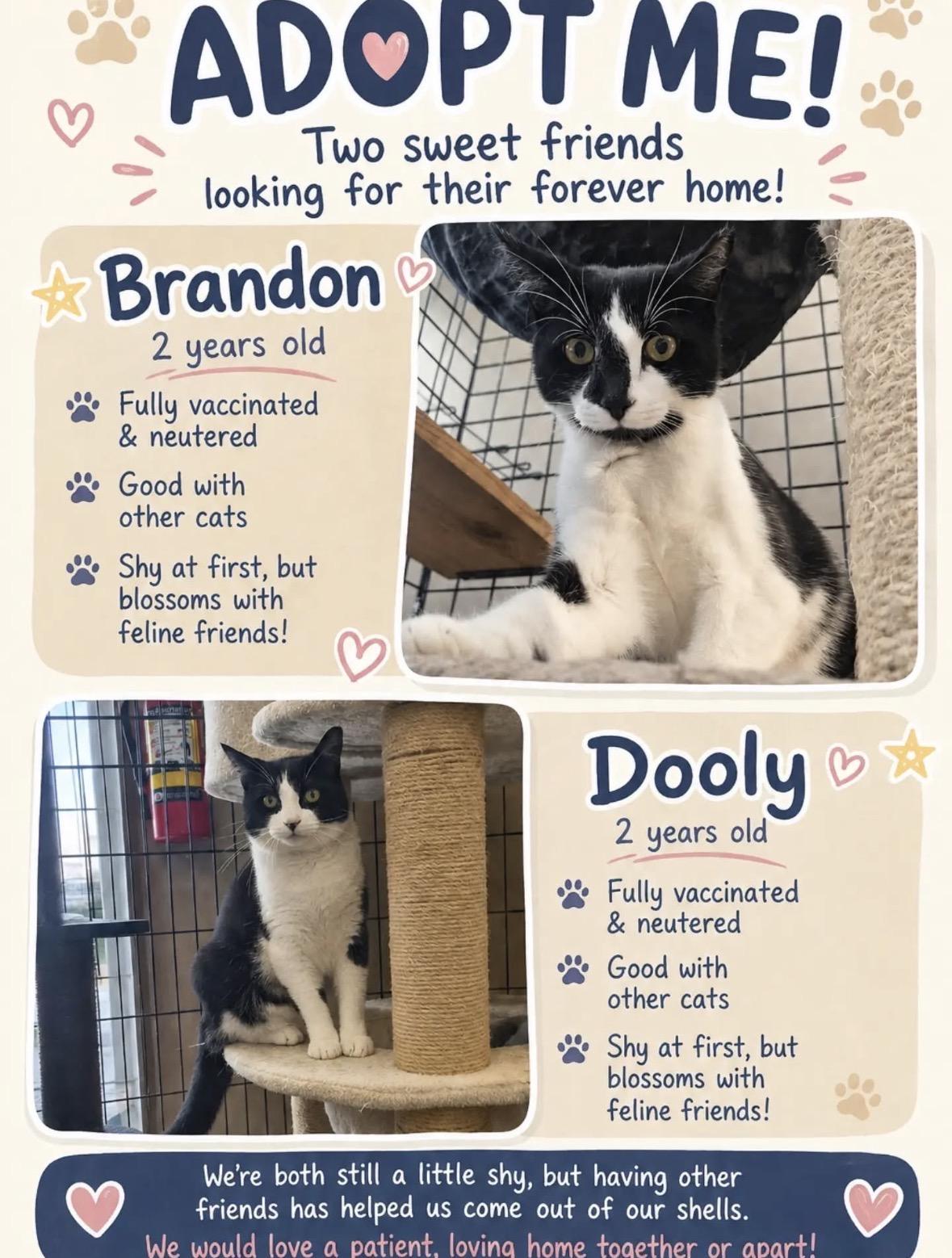 Brandon & Dooly-Pet Valu Brampton, ADOPTABLE, Adult Male Domestic Short Hair.
