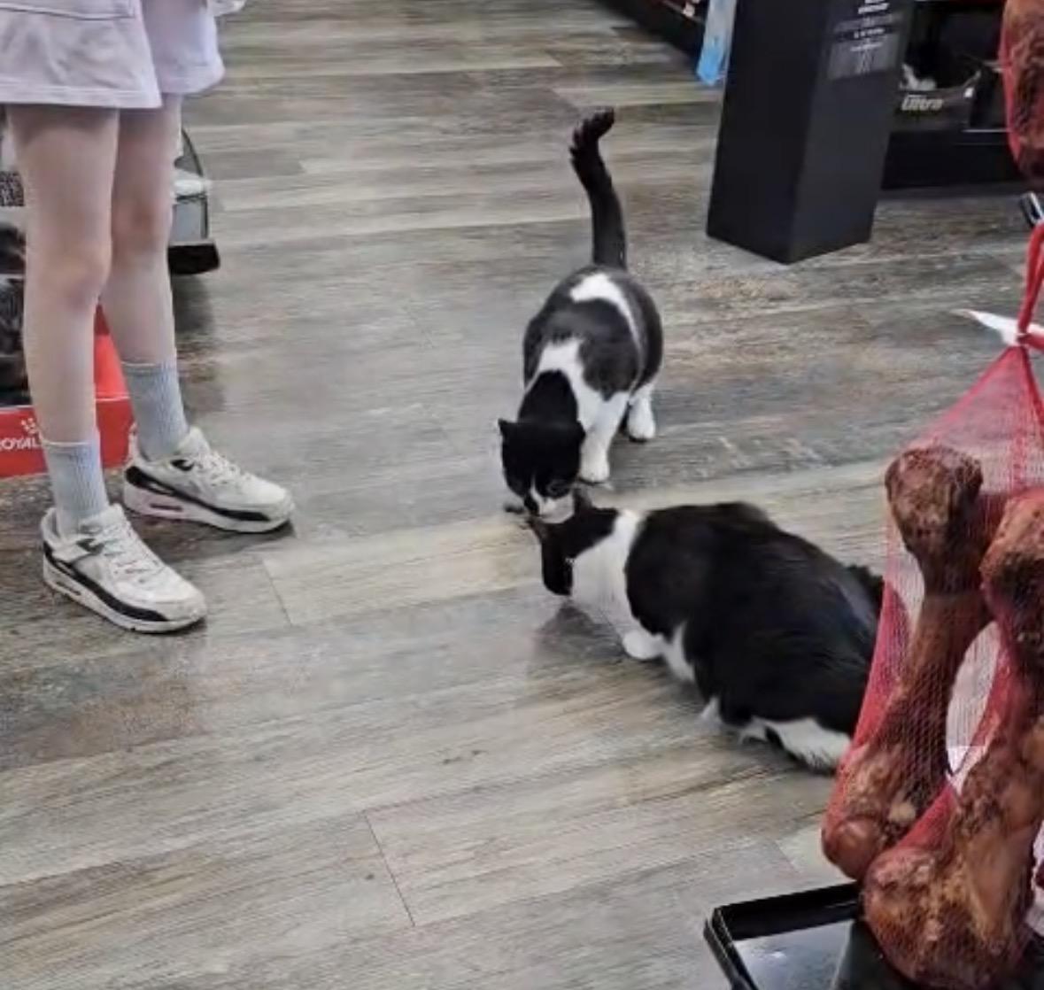 Enlarge Brandon & Dooly-Pet Valu Brampton, a ADOPTABLE Domestic Short Hair in Mississauga, ON image 6/6