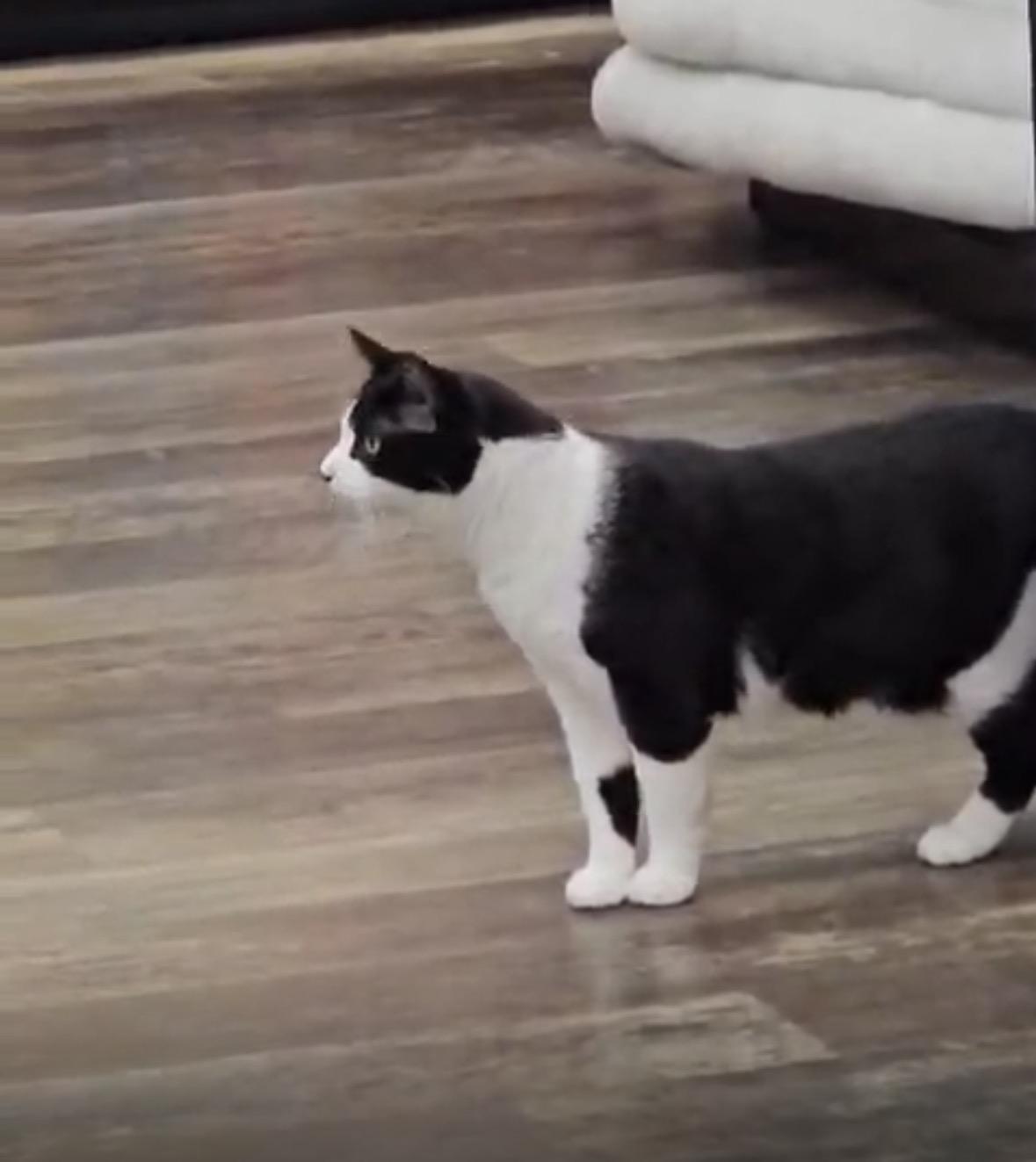 Enlarge Brandon & Dooly-Pet Valu Brampton, a ADOPTABLE Domestic Short Hair in Mississauga, ON image 4/6