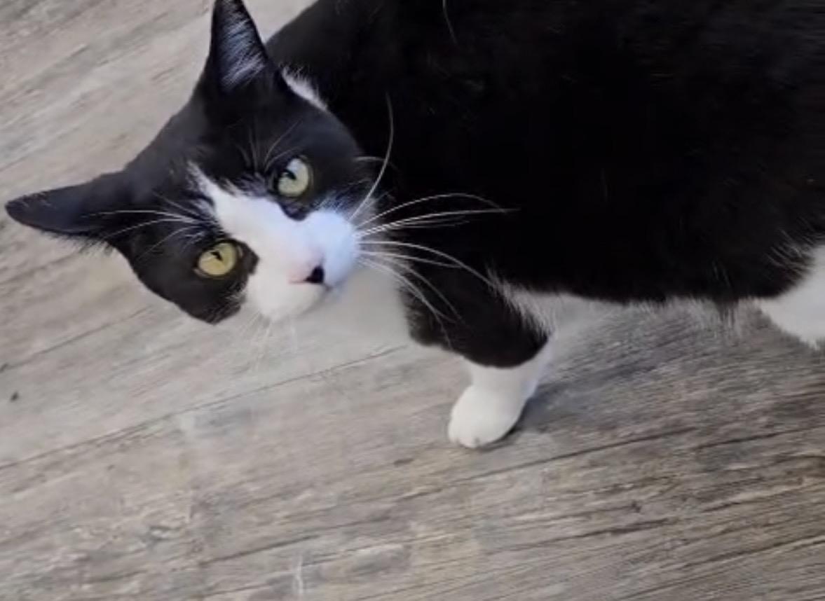Enlarge Brandon & Dooly-Pet Valu Brampton, a ADOPTABLE Domestic Short Hair in Mississauga, ON image 2/6