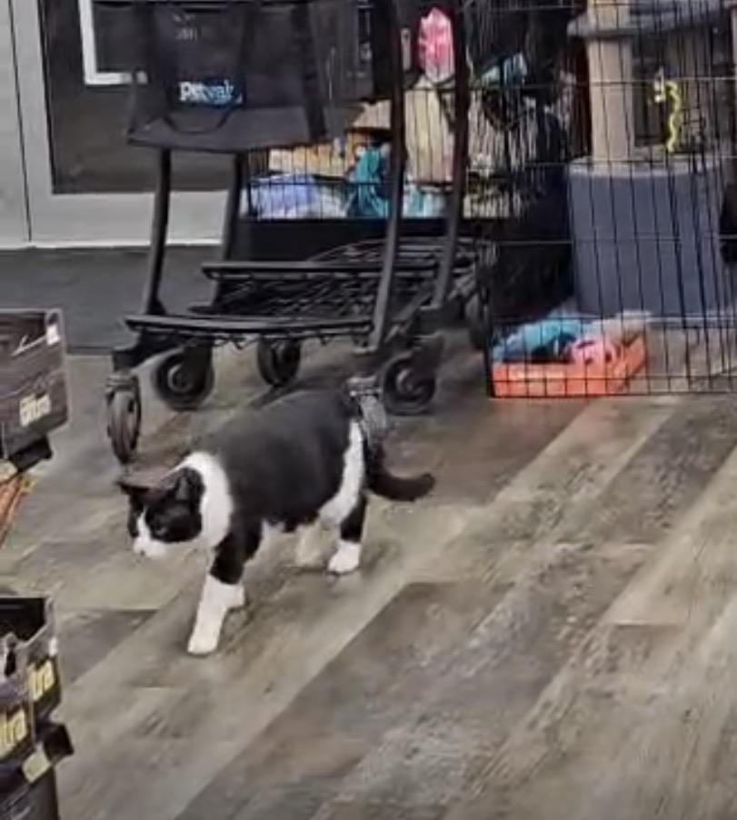 Enlarge Brandon & Dooly-Pet Valu Brampton, a ADOPTABLE Domestic Short Hair in Mississauga, ON image 3/6