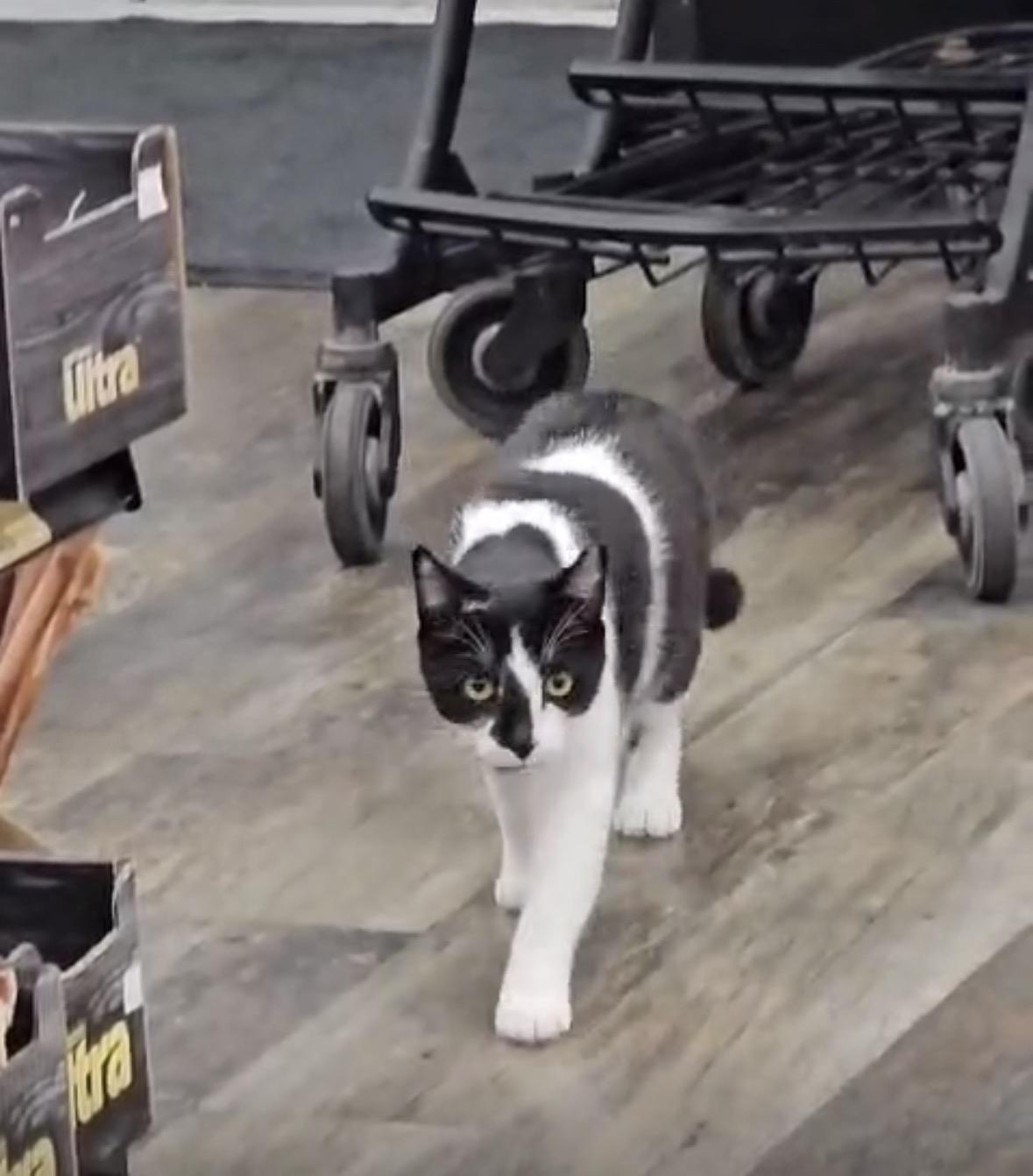 Enlarge Brandon & Dooly-Pet Valu Brampton, a ADOPTABLE Domestic Short Hair in Mississauga, ON image 5/6