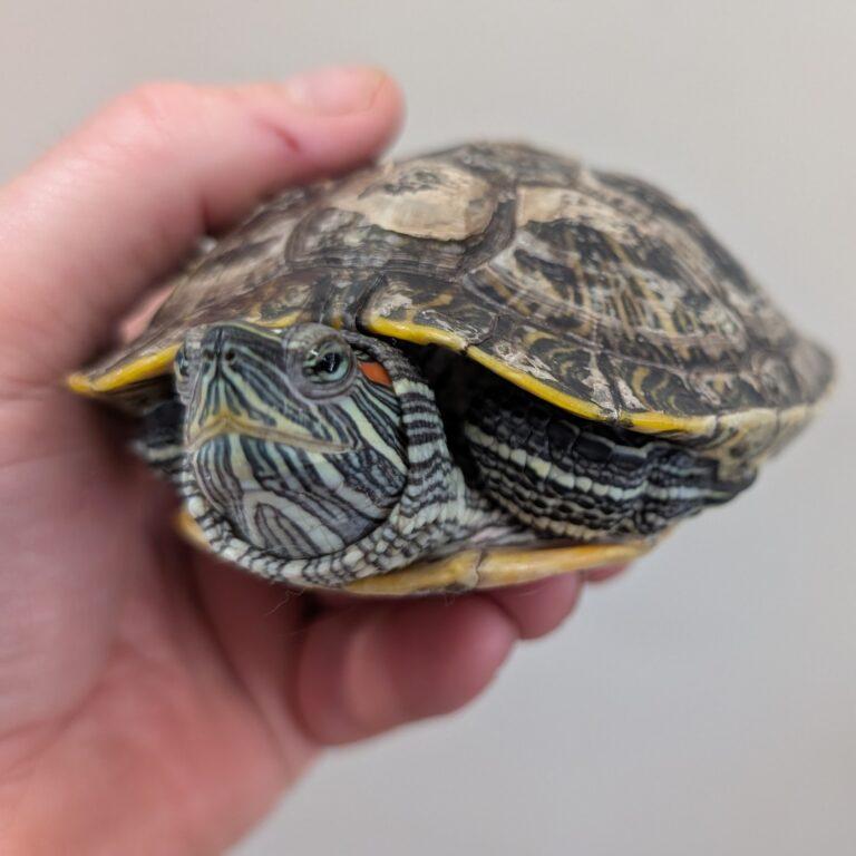 Speedshell, Young Male unknown