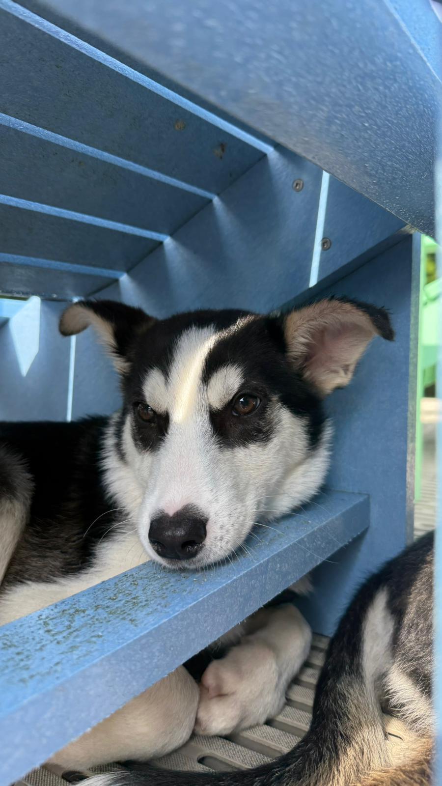 Shayla, an adoptable Husky in Alliston, ON, L0G 1A0 | Photo Image 2
