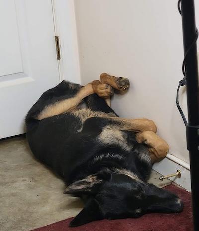 Enlarge Raven, a ADOPTABLE German Shepherd Dog in Palmyra, VA image 6/6