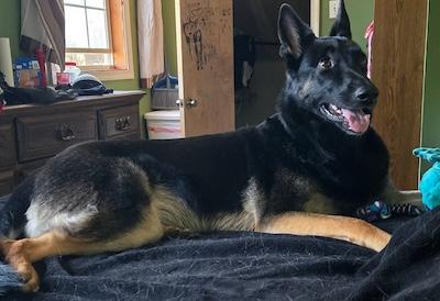 Enlarge Raven, a ADOPTABLE German Shepherd Dog in Palmyra, VA image 4/6