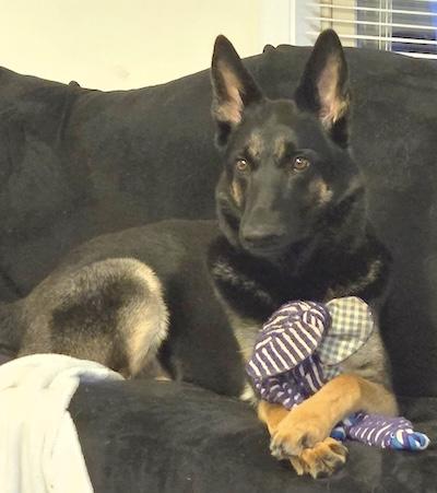 Enlarge Raven, a ADOPTABLE German Shepherd Dog in Palmyra, VA image 1/6