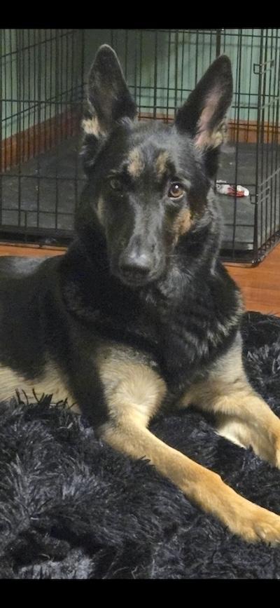 Enlarge Raven, a ADOPTABLE German Shepherd Dog in Palmyra, VA image 2/6
