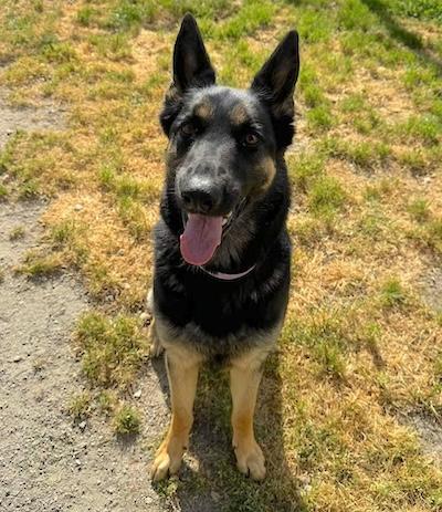 Enlarge Raven, a ADOPTABLE German Shepherd Dog in Palmyra, VA image 5/6