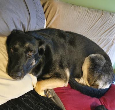 Enlarge Raven, a ADOPTABLE German Shepherd Dog in Palmyra, VA image 3/6
