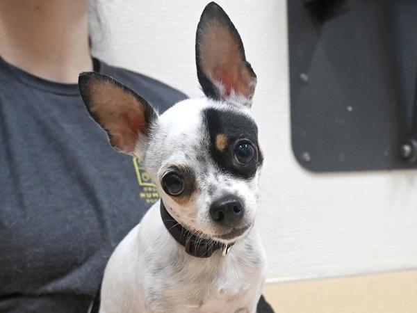 Deliha, Adoptable, Adult Female Chihuahua.