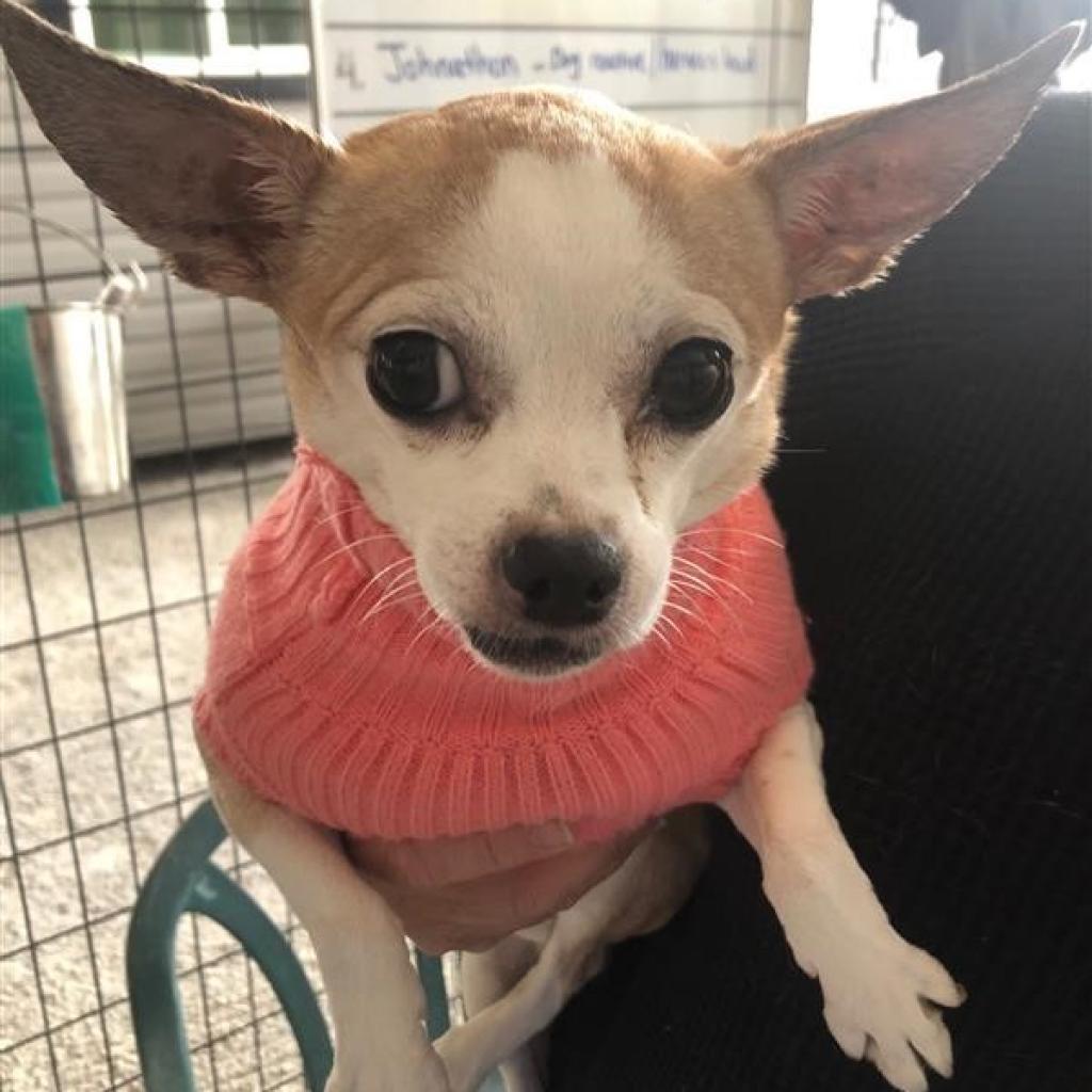 Jocelyn, Adoptable, Senior Female Chihuahua.