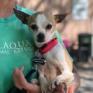 Jocelyn, Adoptable, Senior Female Chihuahua.