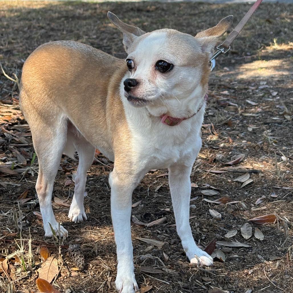Enlarge Jocelyn, a Adoptable Chihuahua in Freeport, FL image 2/6