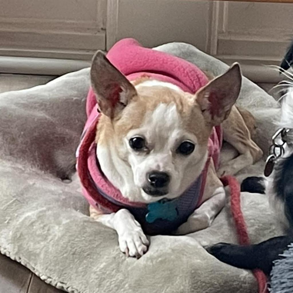 Enlarge Jocelyn, a Adoptable Chihuahua in Freeport, FL image 3/6