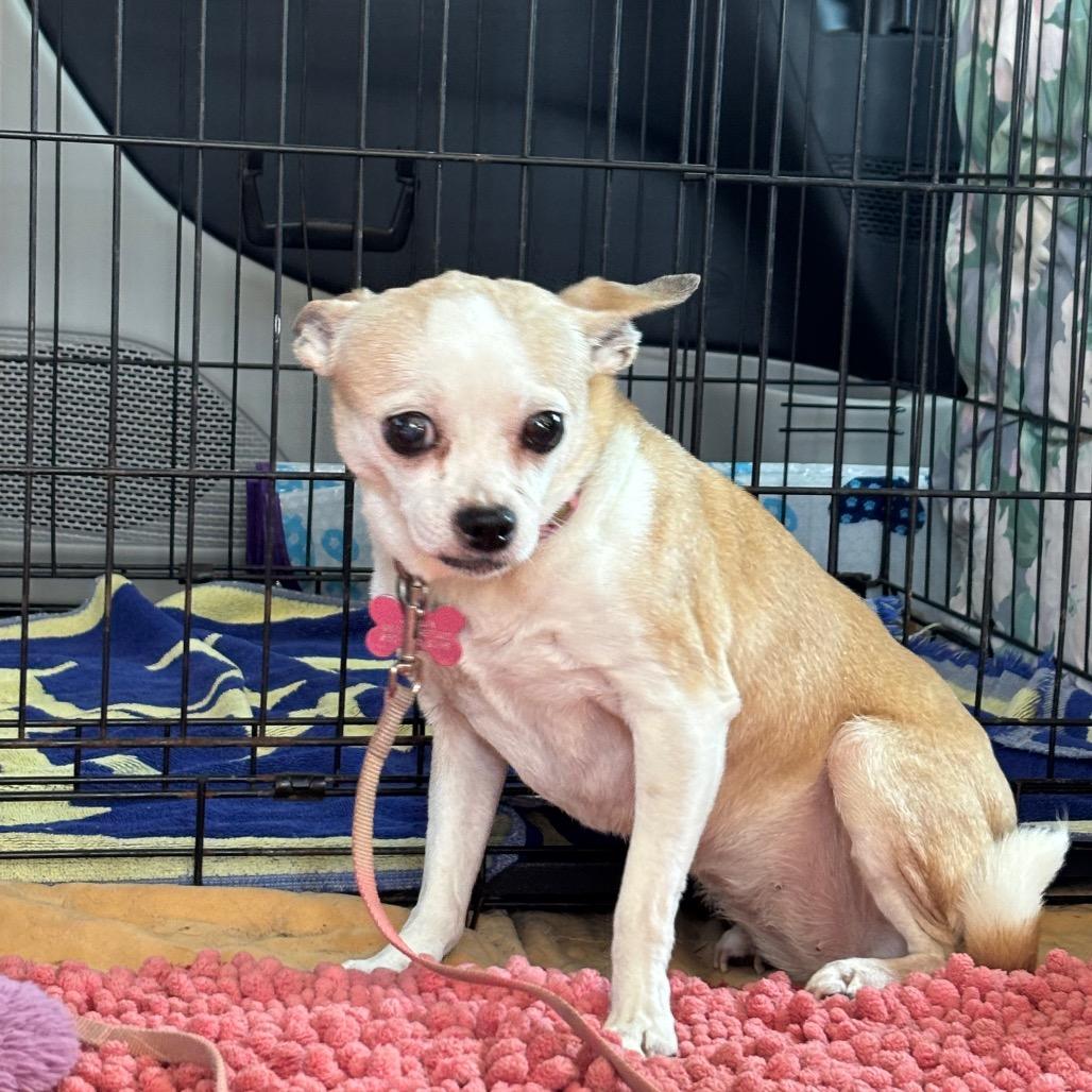 Enlarge Jocelyn, a Adoptable Chihuahua in Freeport, FL image 2/6