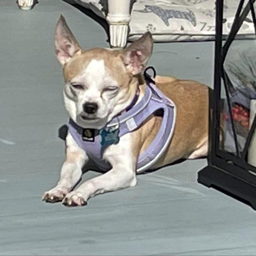 Jocelyn, a Adoptable Chihuahua in Freeport, FL image 4/6