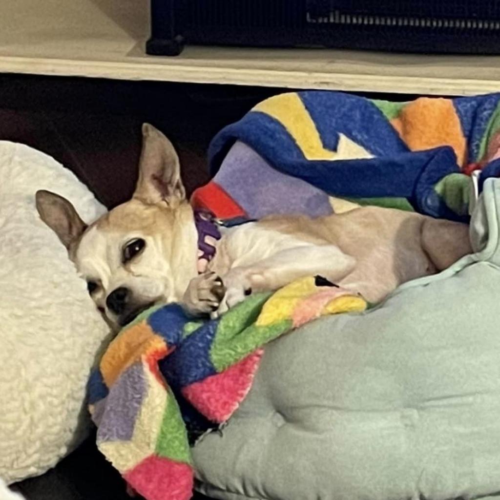 Enlarge Jocelyn, a Adoptable Chihuahua in Freeport, FL image 6/6